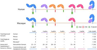 Mind the Gap: How Interspecies Variability in IgG and Its Receptors May Complicate Comparisons of Human and Non-human Primate Effector Function